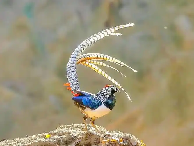 比凤凰还高贵的鸟(中国上仅剩一只的凤凰)