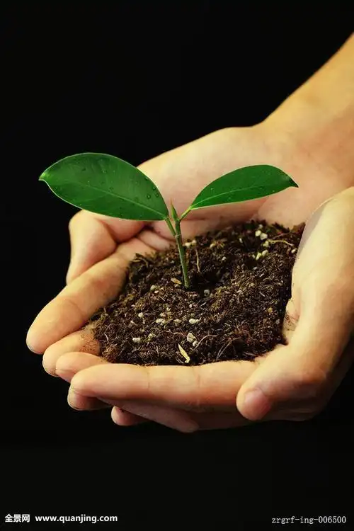 手捧树苗微信头像图片大全