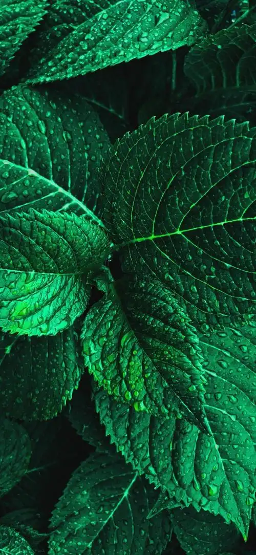 最新超清护眼手机壁纸(100张绿色护眼手机壁纸)(84)