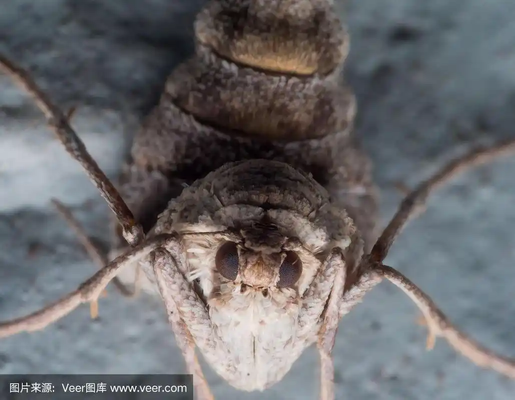 近距离的肖像,无翅的女性堕落溃疡病蛾