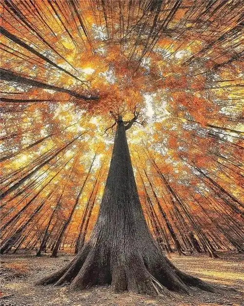 除了高耸入云的参天大树,抬头仰望,只能看清脚下的这片大地