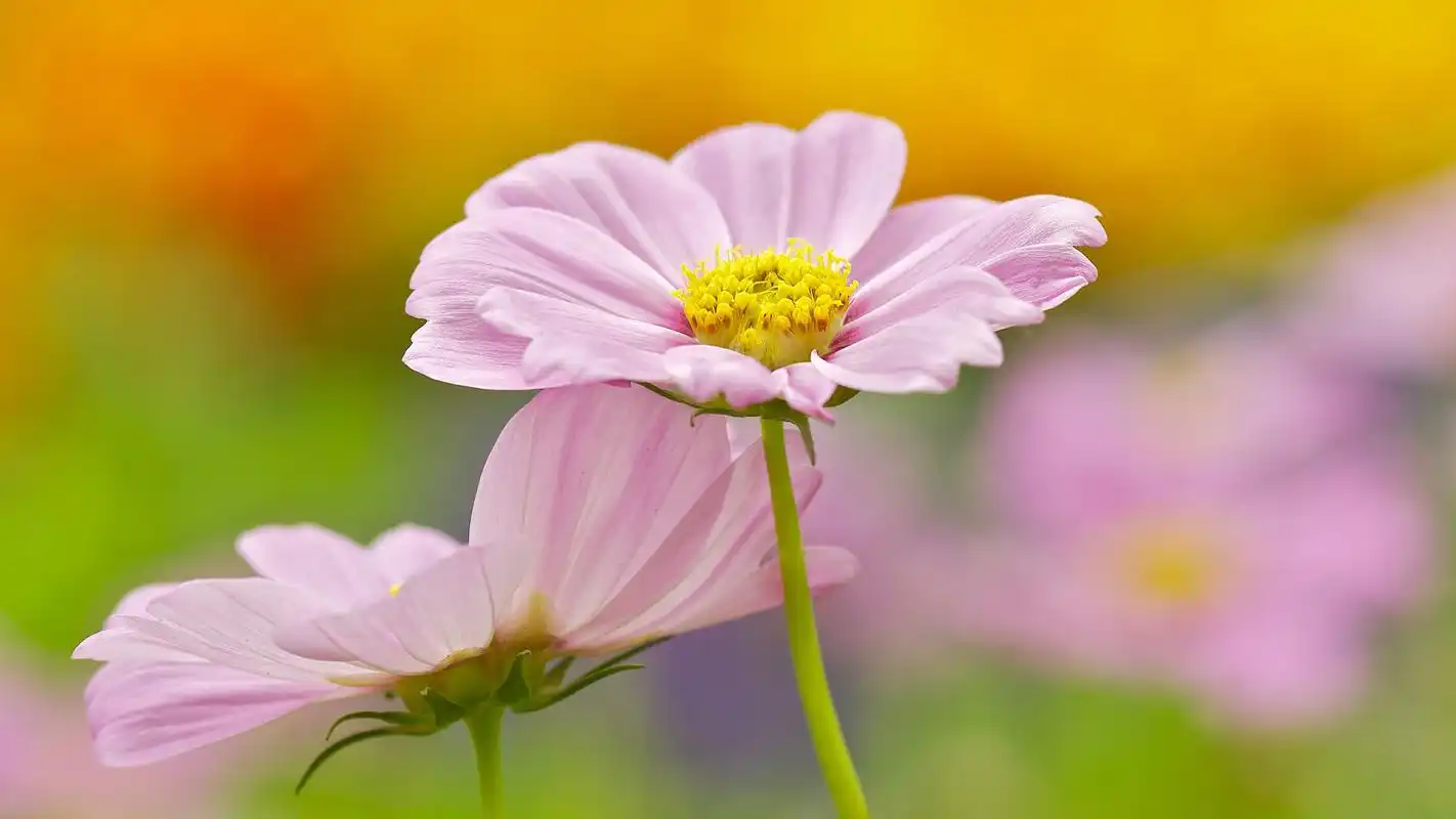 精选高清护眼植物花卉桌面壁纸下载