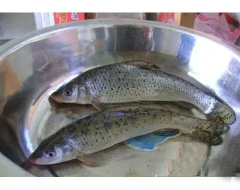 花【鱼骨】hemibarbus maculatus(花鲴),俗称  麻鲤,麻叉鱼