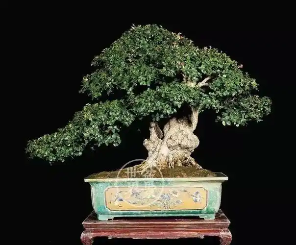 景树是盆景艺术质量高低的主要因素,但景盆的质素,配盆,几架是否合适