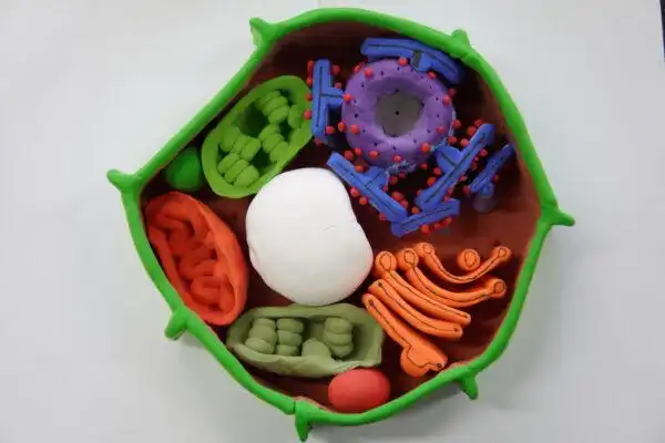 充分发挥创造力,出现了许多优秀作品:高中生物学课程中的模型建构活动