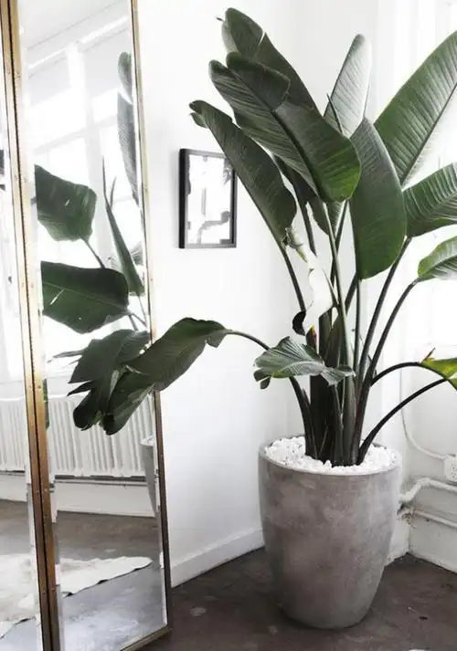 北欧风网红绿植大盘点