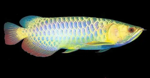 金龙鱼长什么样子