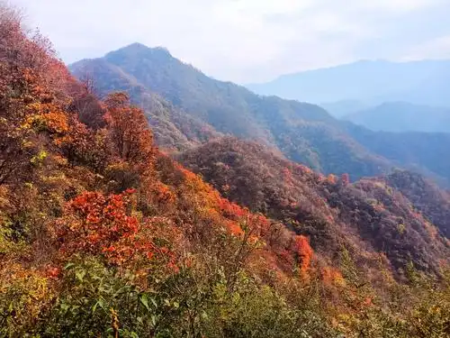 秋山红树多妩媚