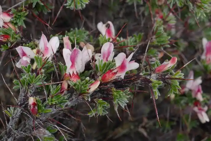 鬼箭锦鸡儿caraganajubata