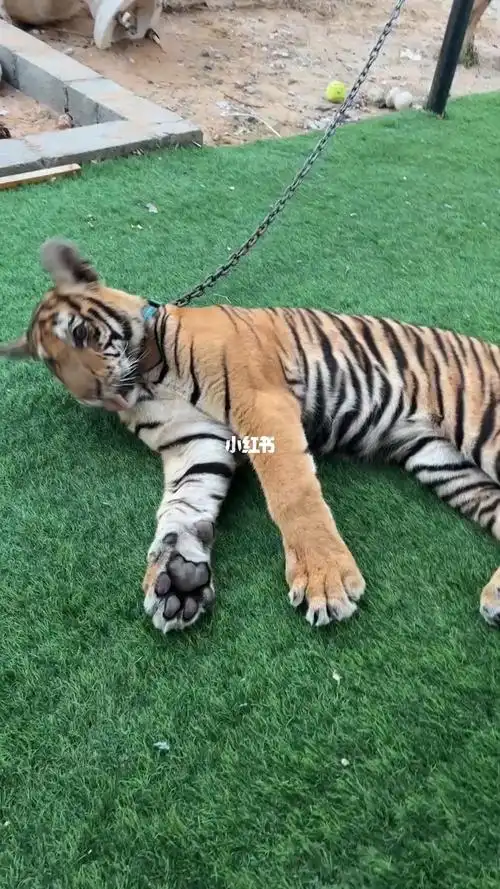 迪拜土豪家养宠物