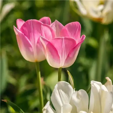 高雅美丽的郁金香花头像图片