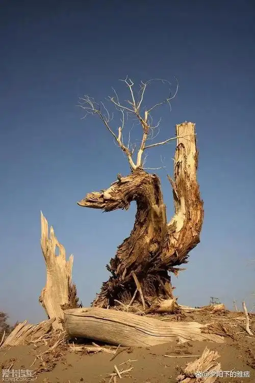 以下是12首写尽岁月沧桑的诗词,它们描绘了世间的无常和人生的苦涩,引