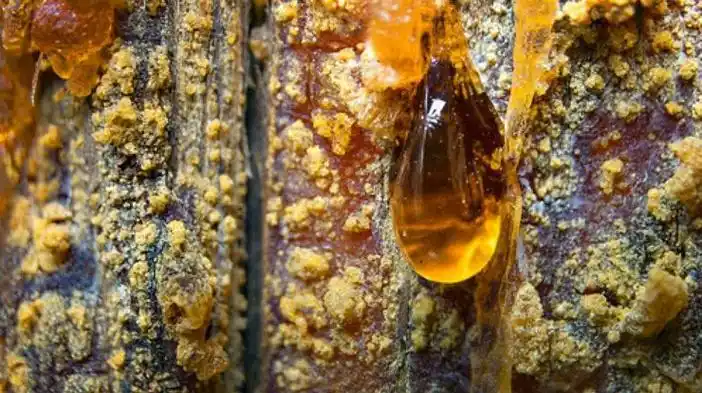 为什么松树会产生松脂?_vip世界之最