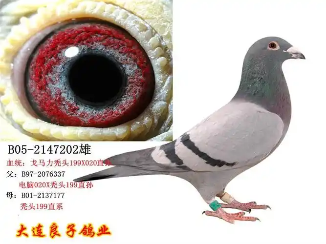 戈马力199x020直孙