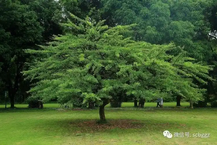 观赏地点:园林树木区,温室前稀树草坪,经济植物区,植物分类区,温室群