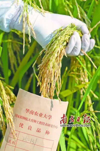 太空稻成长档案