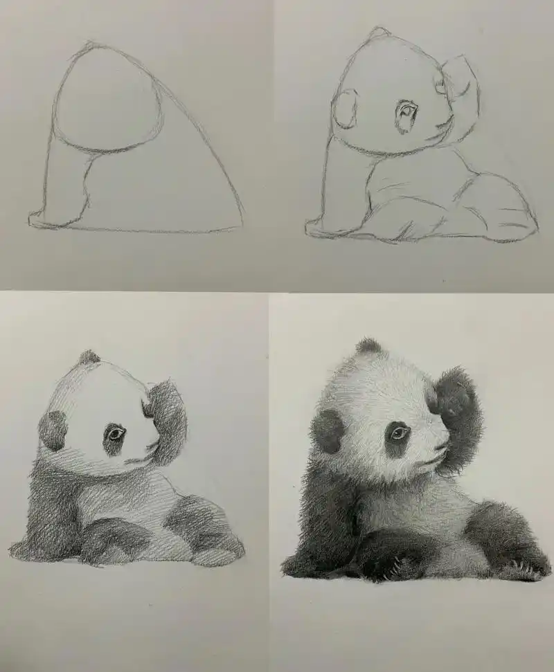 素描动物 乖萌熊猫绘画过程.