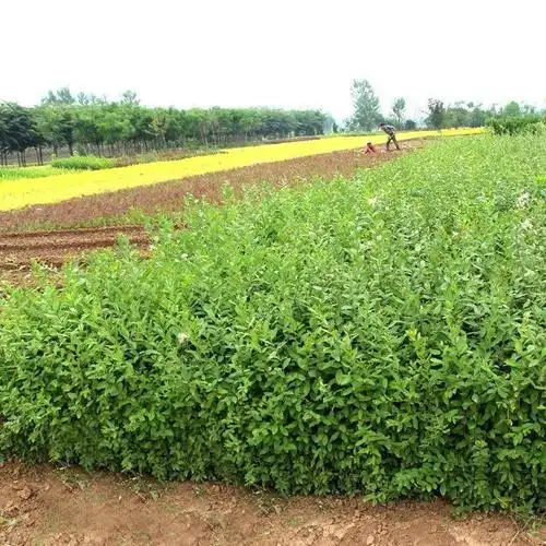 水蜡 水蜡小苗 金叶水蜡 宏诚苗圃 水蜡价格 宏诚苗圃