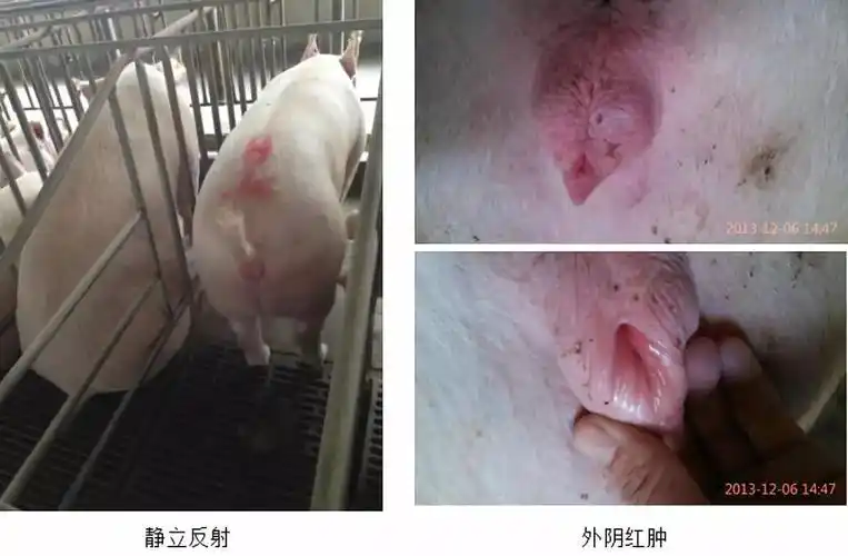 猪场实用母猪发情鉴定和适时配种的六个关键点