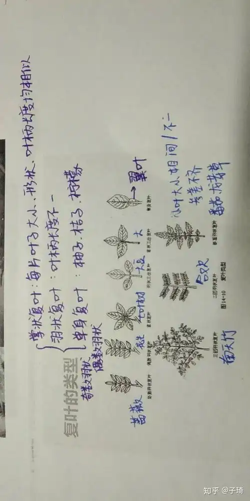 羽状三出复叶和掌状三出复叶有什么区别