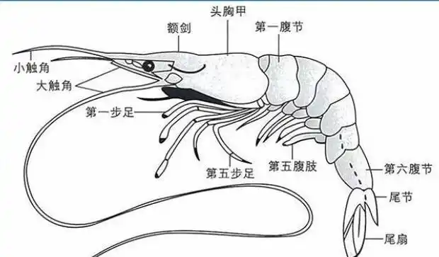 虾头里面是"虾黄"还是"虾屎",到底能吃不能吃?