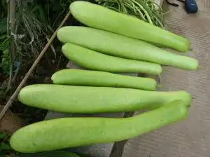 苦瓠瓜(植物)苦瓠瓜又叫瓠子是一种高产的瓜类蔬菜,属葫芦科,表皮草