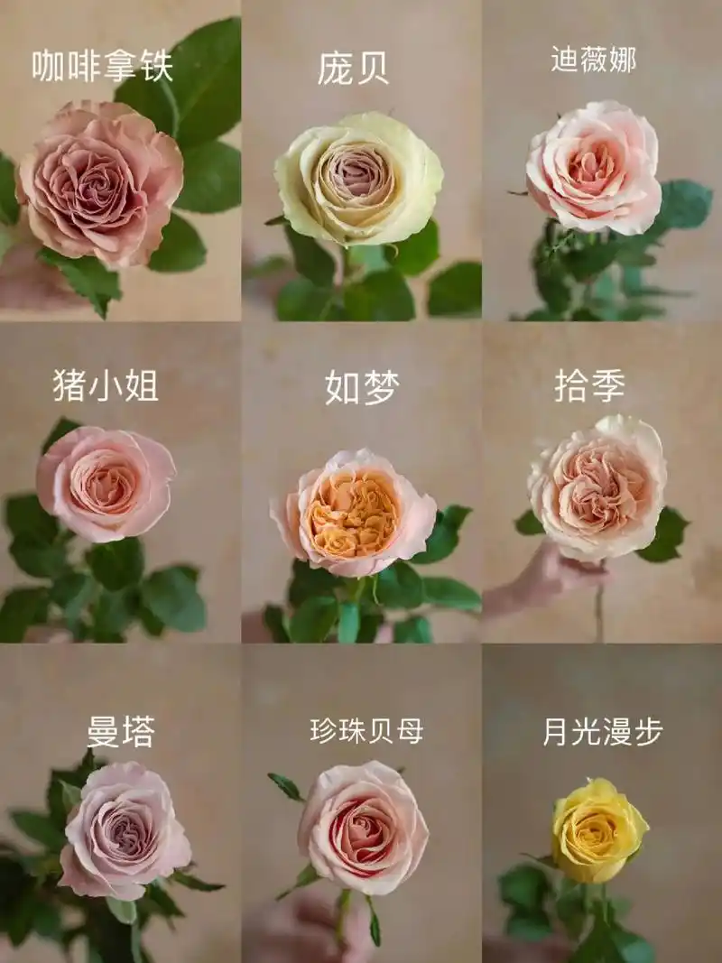 你认识玫瑰花吗!来给大家整理的花的名称及图片!#鲜花实体店  - 抖音