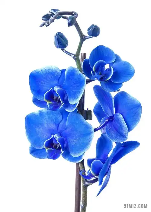 蝴蝶兰 兰花 色蓝 花 热带 厂 开花 盛开 蓝色 植物群