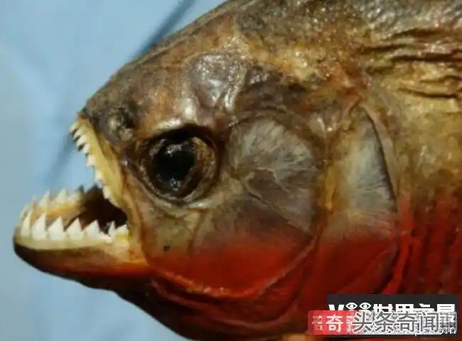 世界最危险的鱼类top10 似鲭水狼脂鲤排在第一