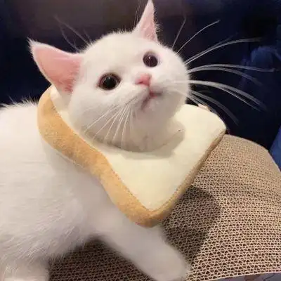 甜酷有个性萌宠小猫头像合集 超级萌超级可爱卡哇伊的小猫头像_动物