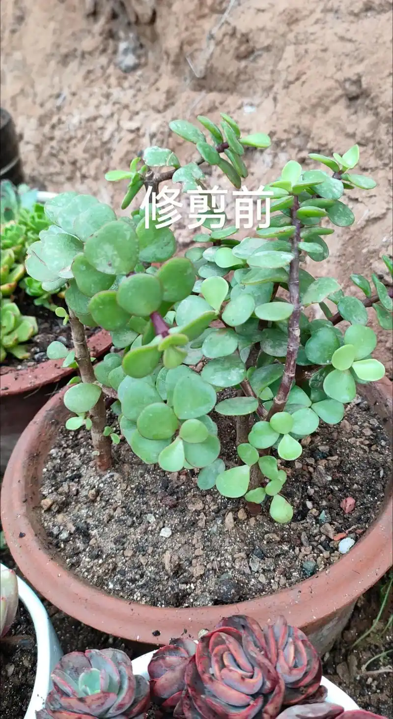 我的金枝玉叶,被我修剪个屁不相,呵呵#养花人的乐趣 #用多肉 - 抖音