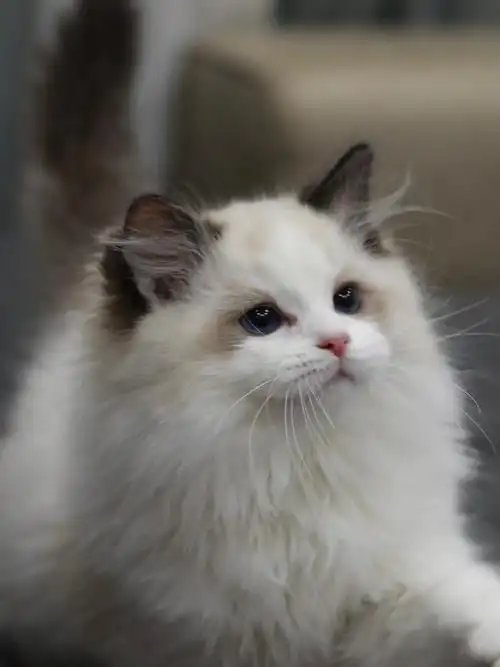 布偶猫宠物级海双弟弟