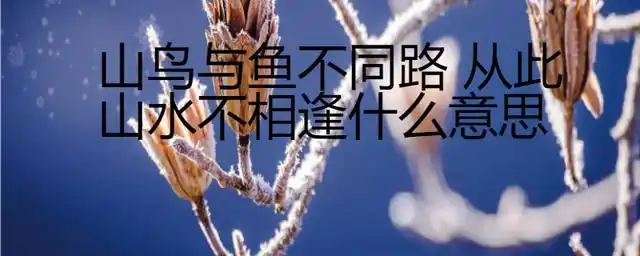 飞鸟和鱼注定是两种不会有交集的物种,即使偶然相遇,也不会是同路人