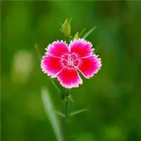 适合做头像的花朵图片 花朵头像必备_微信头像图片大全