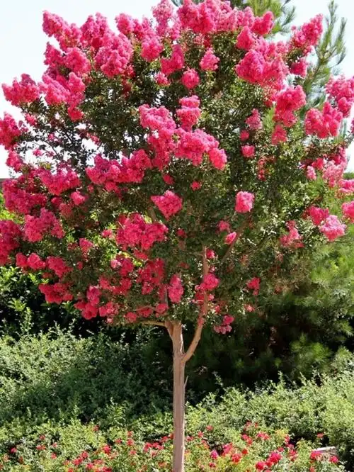 百日红花(百日红花生的功效与作用)