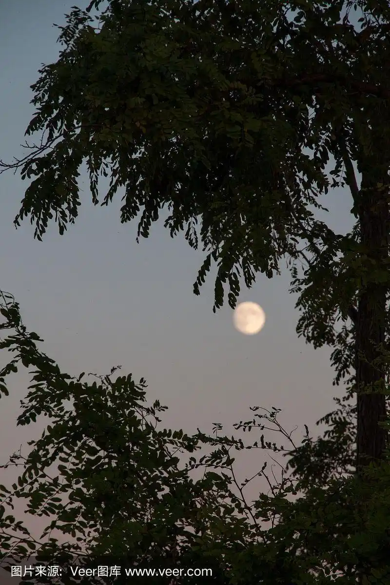 月光下的一棵树