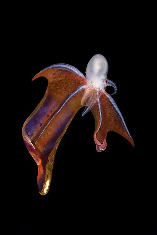 毛毯章鱼.g:你在观察这些生物的时候,是会在原地观察很久吗?