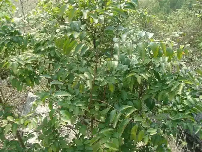 广西的这种野生小叶紫檀有几十年份的树木能有多少价格呢?