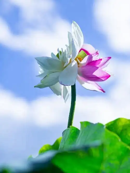 上了热搜的普者黑珍稀双色并蒂莲开了|荷花|夏雨荷|芙蓉_网易订阅