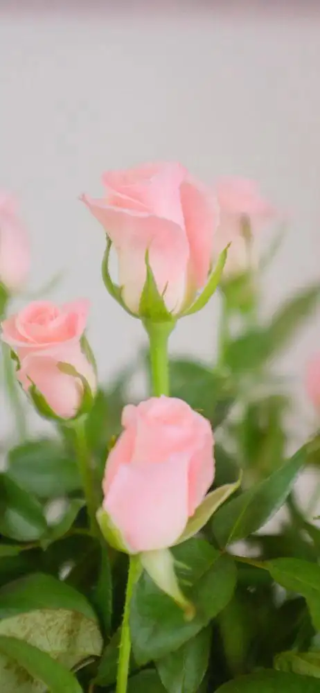 鲜花壁纸图片大全大图 好看的鲜花图片 唯美