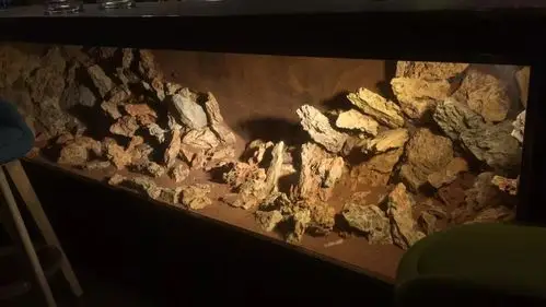 拥有10米雨林缸,3米沙漠缸的酒吧!也没谁了!