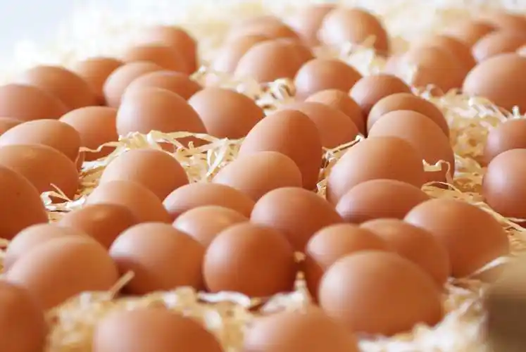 百家食谈丨你吃的鸡蛋是哪天的很重要——本质上讲鸡蛋就十天保质期