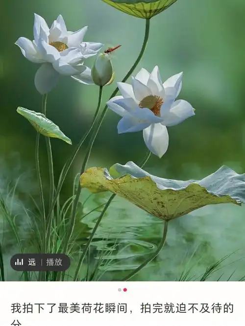 荷花之美一出淤泥而不染濯清涟而不妖