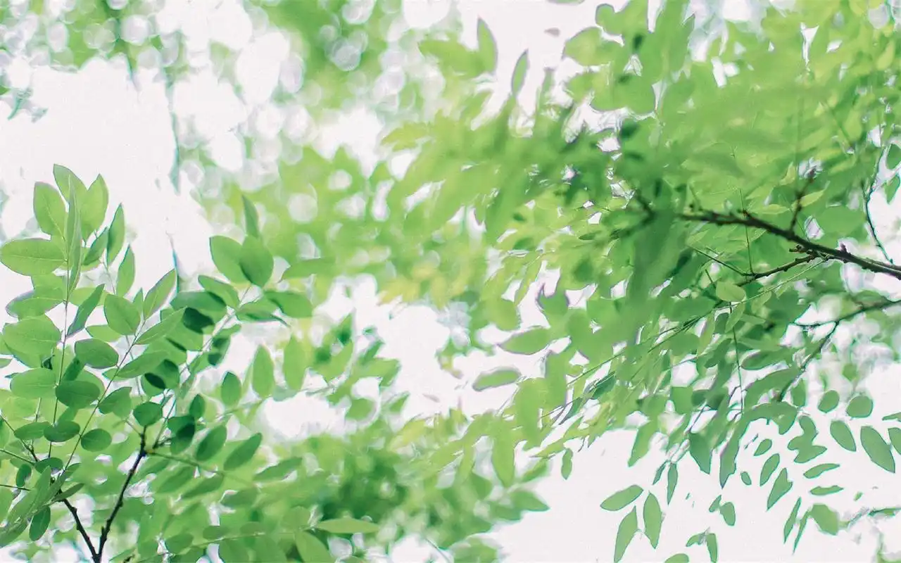 绿色护眼树叶高清桌面壁纸