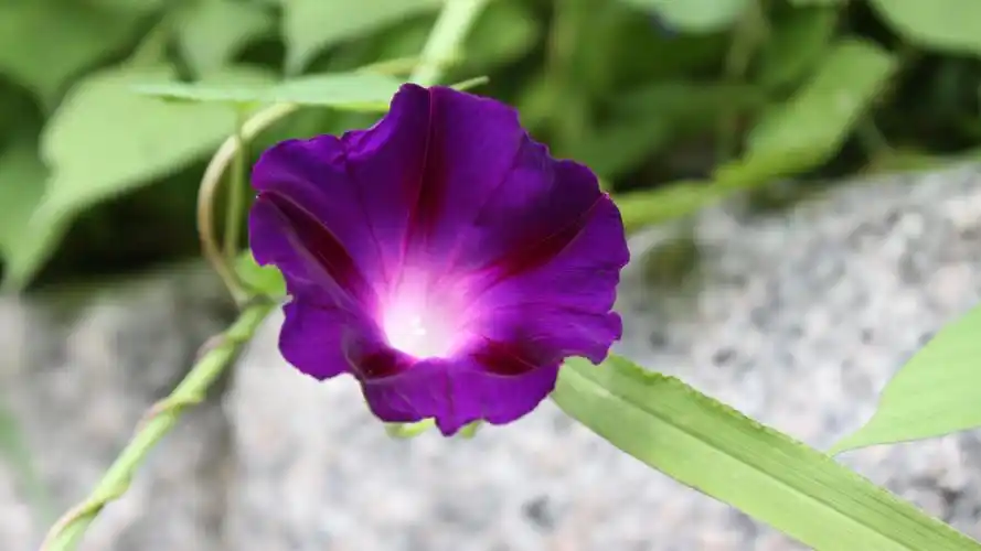 紫色的牵牛花图片桌面壁纸