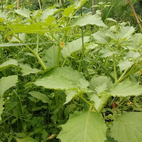 野生灯笼草 打卜草 打额泡 天泡草 黄灯笼 黄姑娘500克包邮