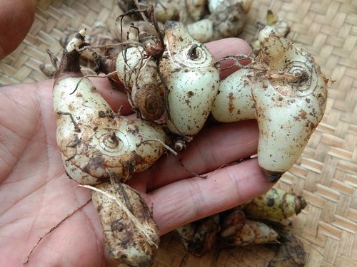 贵州新鲜山白芨中药材 三叉白芨野山小白鸡药用紫花三角白芨500克