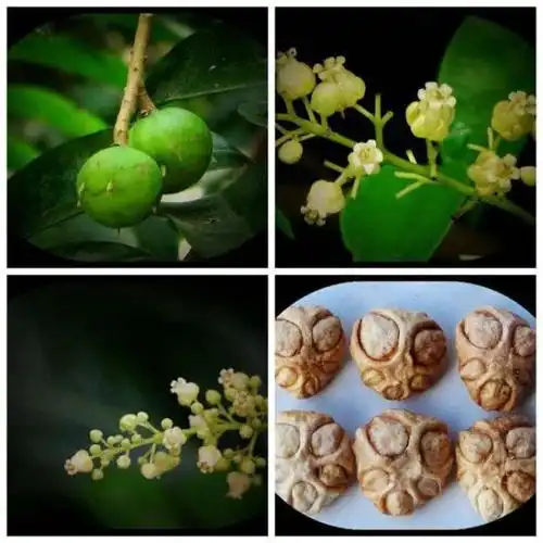 分布于广东,海南,广西,云南等地.秋季采收果实,晒干,或渍盐.