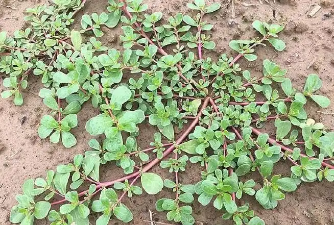 #元启健康养生#