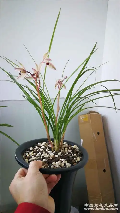 心心相印花开成都-莲瓣篇-中国兰花交易网社区